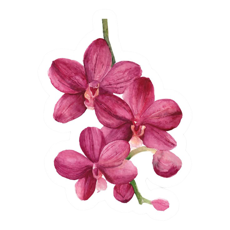 Sticker Orquídea