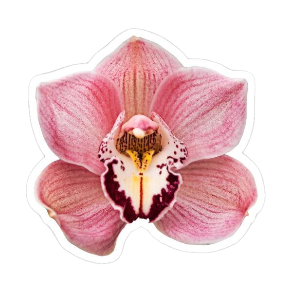 Sticker Orquídea Cymbidium