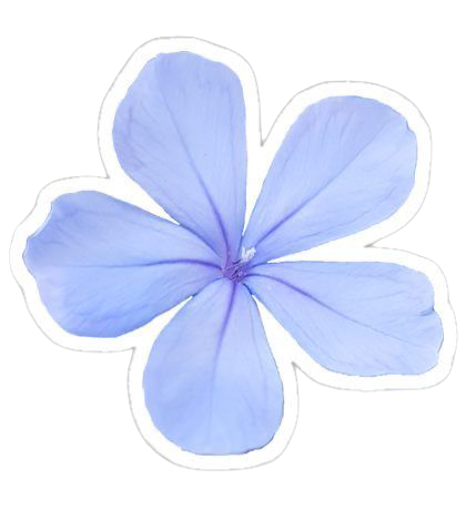 Sticker Plumbago o Jazmín azul